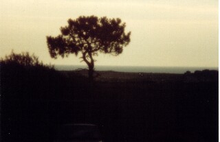 Tree during eclipse