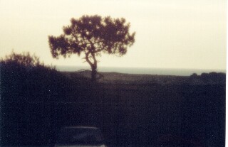 Tree during eclipse enhanced