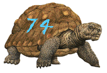 A tortoise with 74 painted on the side